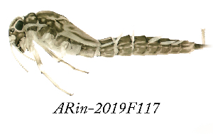  ( - ARin-2019F117)  @11 [ ] CreativeCommons - Attribution Non-Commercial (2019) Aki Rinne University of Oulu