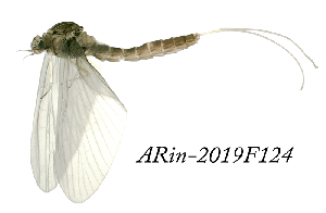  ( - ARin-2019F124)  @11 [ ] CreativeCommons - Attribution Non-Commercial (2019) Aki Rinne University of Oulu
