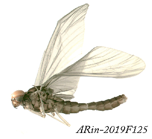  ( - ARin-2019F125)  @11 [ ] CreativeCommons - Attribution Non-Commercial (2019) Aki Rinne University of Oulu