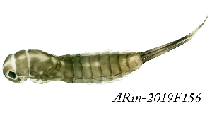  ( - ARin-2019F156)  @11 [ ] CreativeCommons - Attribution Non-Commercial (2019) Aki Rinne University of Oulu