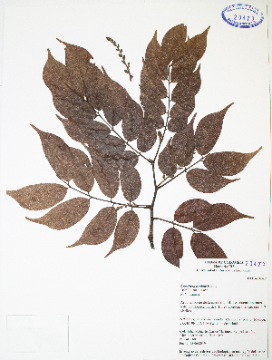  (Copaifera canime - HUIS-20473)  @11 [ ] CreativeCommons  Attribution Non-Commercial (by-nc) (2021) Unspecified Herbario - Universidad Industrial de Santander