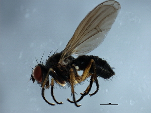  ( - YUKIN-0250)  @13 [ ] CreativeCommons - Attribution (2010) CBG Photography Group Centre for Biodiversity Genomics