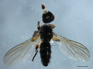 ( - YUKIN-0251)  @12 [ ] CreativeCommons - Attribution (2010) CBG Photography Group Centre for Biodiversity Genomics