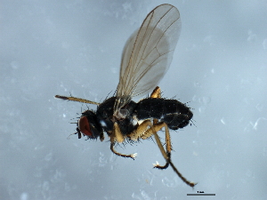  ( - YUKIN-0274)  @13 [ ] CreativeCommons - Attribution (2010) CBG Photography Group Centre for Biodiversity Genomics