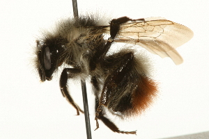  (Bombus flavifrons - JSYKB-084)  @13 [ ] CreativeCommons - Attribution (2010) CBG Photography Group Centre for Biodiversity Genomics