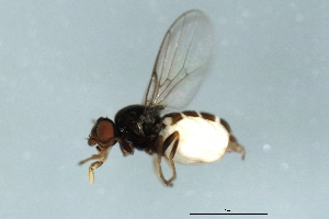  ( - YUKIN-0084)  @12 [ ] CreativeCommons - Attribution (2010) CBG Photography Group Centre for Biodiversity Genomics