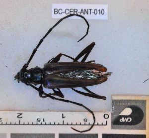  ( - BC-CER-ANT-010)  @11 [ ] By-SA Creative Common (2020) Julien Touroult Museum national d'Histoire naturelle, Paris