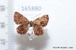  (Calephelis indistinctus - FLMNH-MGCL-165880)  @13 [ ] Copyright (2014) FLMNH-McGuire Center FLMNH-McGuire Center