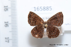  (Calephelis rotundum - FLMNH-MGCL-165885)  @13 [ ] Copyright (2014) FLMNH-McGuire Center FLMNH-McGuire Center