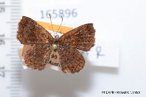  (Calephelis distinctus - FLMNH-MGCL-165896)  @14 [ ] Copyright (2014) FLMNH-McGuire Center FLMNH-McGuire Center