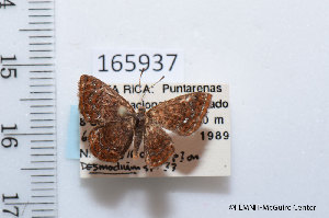  (Calephelis laverna parva - FLMNH-MGCL-165937)  @11 [ ] Copyright (2014) FLMNH-McGuire Center FLMNH-McGuire Center