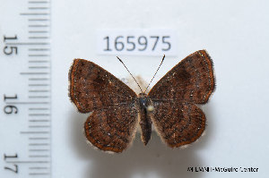  (Calephelis nemesis australis - FLMNH-MGCL-165975)  @13 [ ] Copyright (2014) FLMNH-McGuire Center FLMNH-McGuire Center
