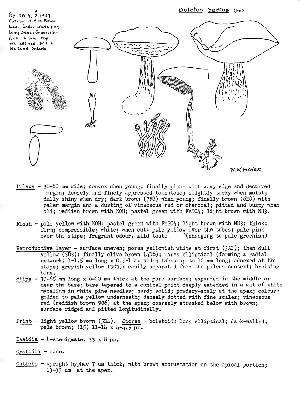  (Boletus badius - TRTC52388)  @11 [ ] CreativeCommons - Attribution Non-Commercial Share-Alike (2010) Mycology Division, Royal Ontario Museum Royal Ontario Museum