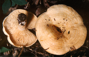  (Lactarius maculatipes - TRTC52587)  @11 [ ] CreativeCommons - Attribution Non-Commercial Share-Alike (2010) Mycology Division, Royal Ontario Museum Royal Ontario Museum