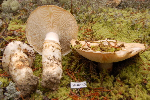  ( - TRTC156477)  @11 [ ] CreativeCommons - Attribution Non-Commercial Share-Alike (2010) Mycology Division, Royal Ontario Museum Royal Ontario Museum