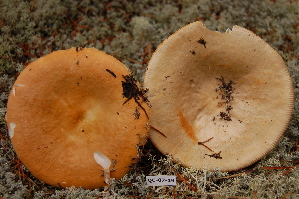  (Russula decolorans aff - TRTC156484)  @11 [ ] CreativeCommons - Attribution Non-Commercial Share-Alike (2010) Mycology Division, Royal Ontario Museum Royal Ontario Museum