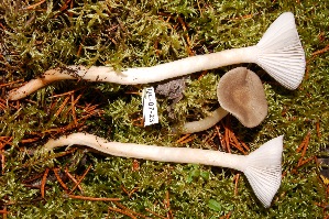  (Hygrophorus agathosomus - TRTC156489)  @11 [ ] CreativeCommons - Attribution Non-Commercial Share-Alike (2010) Mycology Division, Royal Ontario Museum Royal Ontario Museum