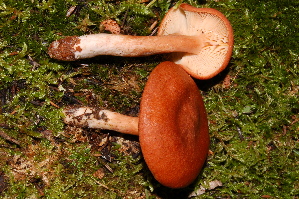  ( - TRTC156492)  @11 [ ] CreativeCommons - Attribution Non-Commercial Share-Alike (2010) Mycology Division, Royal Ontario Museum Royal Ontario Museum