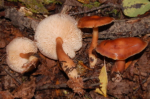  ( - TRTC156493)  @11 [ ] CreativeCommons - Attribution Non-Commercial Share-Alike (2010) Mycology Division, Royal Ontario Museum Royal Ontario Museum