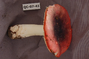  (Russula krombholtzii cf - TRTC156500)  @11 [ ] CreativeCommons - Attribution Non-Commercial Share-Alike (2010) Mycology Division, Royal Ontario Museum Royal Ontario Museum