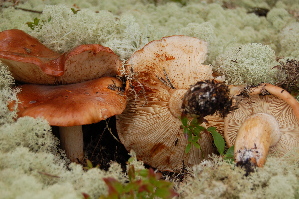  ( - TRTC156501)  @11 [ ] CreativeCommons - Attribution Non-Commercial Share-Alike (2010) Mycology Division, Royal Ontario Museum Royal Ontario Museum