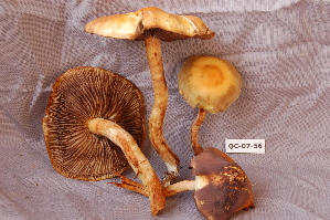  ( - TRTC156515)  @11 [ ] CreativeCommons - Attribution Non-Commercial Share-Alike (2010) Mycology Division, Royal Ontario Museum Royal Ontario Museum