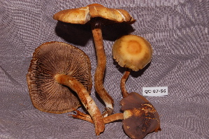  ( - TRTC156515)  @11 [ ] CreativeCommons - Attribution Non-Commercial Share-Alike (2010) Mycology Division, Royal Ontario Museum Royal Ontario Museum