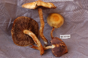  ( - TRTC156515)  @11 [ ] CreativeCommons - Attribution Non-Commercial Share-Alike (2010) Mycology Division, Royal Ontario Museum Royal Ontario Museum