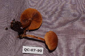  ( - TRTC156549)  @11 [ ] CreativeCommons - Attribution Non-Commercial Share-Alike (2010) Mycology Division, Royal Ontario Museum Royal Ontario Museum