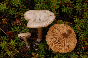  ( - TRTC156550)  @11 [ ] CreativeCommons - Attribution Non-Commercial Share-Alike (2010) Mycology Division, Royal Ontario Museum Royal Ontario Museum