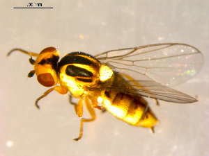  ( - 10PROBE-09626)  @13 [ ] CreativeCommons - Attribution (2011) CBG Photography Group Centre for Biodiversity Genomics