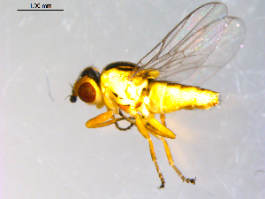  ( - 10PROBE-09637)  @13 [ ] CreativeCommons - Attribution (2011) CBG Photography Group Centre for Biodiversity Genomics