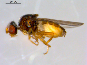 ( - 10PROBE-09646)  @12 [ ] CreativeCommons - Attribution (2011) CBG Photography Group Centre for Biodiversity Genomics