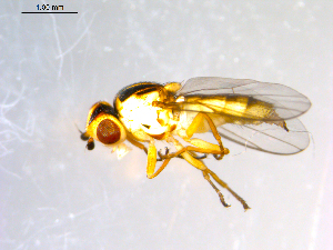  ( - 10PROBE-09650)  @13 [ ] CreativeCommons - Attribution (2011) CBG Photography Group Centre for Biodiversity Genomics