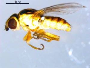  ( - 10PROBE-09651)  @13 [ ] CreativeCommons - Attribution (2011) CBG Photography Group Centre for Biodiversity Genomics