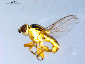  ( - 10PROBE-09658)  @13 [ ] CreativeCommons - Attribution (2011) CBG Photography Group Centre for Biodiversity Genomics