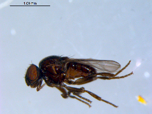  ( - 10PROBE-09661)  @13 [ ] CreativeCommons - Attribution (2011) CBG Photography Group Centre for Biodiversity Genomics