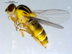  (Chlorops sp. TAW2 - 10PROBE-07756)  @13 [ ] CreativeCommons - Attribution (2011) CBG Photography Group Centre for Biodiversity Genomics