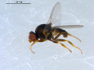  ( - 10PROBE-09334)  @12 [ ] CreativeCommons - Attribution (2011) CBG Photography Group Centre for Biodiversity Genomics