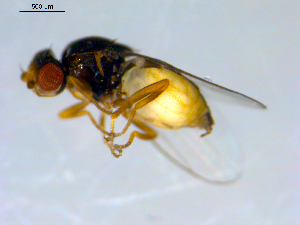  ( - 10PROBE-09377)  @12 [ ] CreativeCommons - Attribution (2011) CBG Photography Group Centre for Biodiversity Genomics