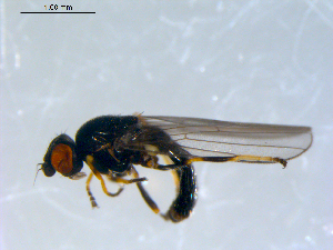  ( - 10PROBE-09392)  @13 [ ] CreativeCommons - Attribution (2011) CBG Photography Group Centre for Biodiversity Genomics