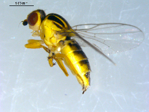  ( - 10PROBE-09416)  @13 [ ] CreativeCommons - Attribution (2011) CBG Photography Group Centre for Biodiversity Genomics