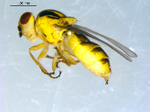  ( - 10PROBE-09417)  @13 [ ] CreativeCommons - Attribution (2011) CBG Photography Group Centre for Biodiversity Genomics