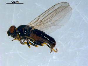 ( - 10PROBE-09419)  @13 [ ] CreativeCommons - Attribution (2011) CBG Photography Group Centre for Biodiversity Genomics