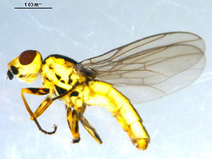  ( - 10PROBE-09428)  @12 [ ] CreativeCommons - Attribution (2011) CBG Photography Group Centre for Biodiversity Genomics