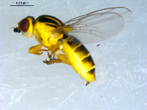  ( - 10PROBE-09441)  @13 [ ] CreativeCommons - Attribution (2011) CBG Photography Group Centre for Biodiversity Genomics