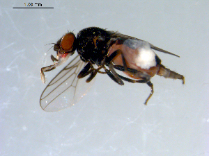  ( - 10PROBE-09449)  @13 [ ] CreativeCommons - Attribution (2011) CBG Photography Group Centre for Biodiversity Genomics