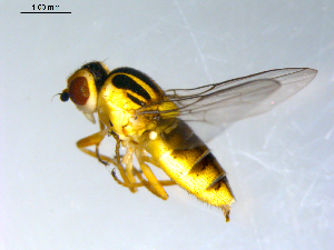  ( - 10PROBE-09451)  @13 [ ] CreativeCommons - Attribution (2011) CBG Photography Group Centre for Biodiversity Genomics
