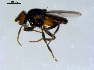  ( - 10PROBE-09457)  @13 [ ] CreativeCommons - Attribution (2011) CBG Photography Group Centre for Biodiversity Genomics