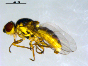  (Chlorops subniger - 10PROBE-09491)  @13 [ ] CreativeCommons - Attribution (2011) CBG Photography Group Centre for Biodiversity Genomics